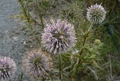 Echinops spinosissimus