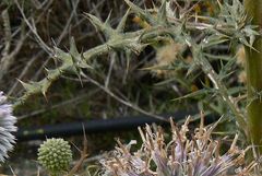Echinops spinosissimus