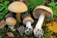Cortinarius talus