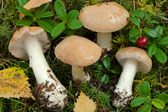 Cortinarius talus