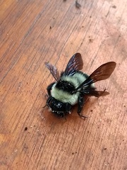Bombus brasiliensis