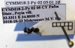 Camponotus libanicus