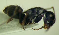 Camponotus libanicus