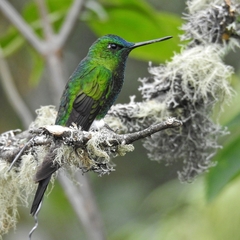 Sapphire-Vented Puffleg photo 2