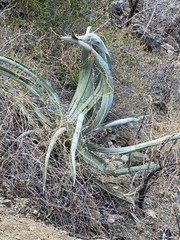 Agave aurea