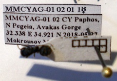 Camponotus libanicus