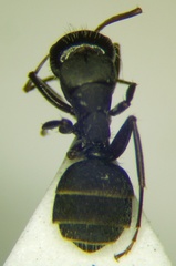 Camponotus libanicus