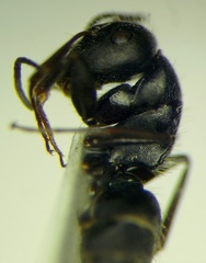 Camponotus libanicus