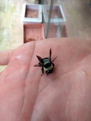 Bombus brasiliensis