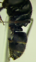 Camponotus libanicus