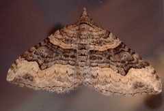 Xanthorhoe defensaria