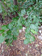 Xylosma horrida