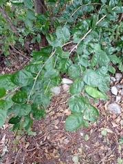 Xylosma horrida