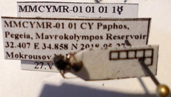 Camponotus libanicus