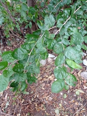 Xylosma horrida