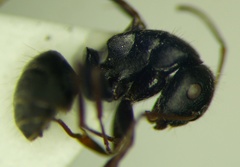 Camponotus libanicus