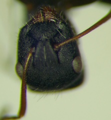 Camponotus libanicus