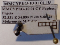 Camponotus libanicus