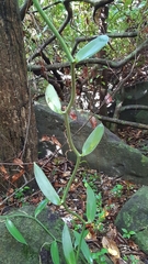 Vanilla planifolia