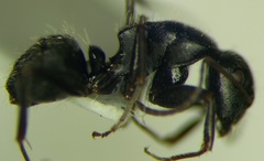 Camponotus libanicus