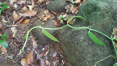 Vanilla planifolia