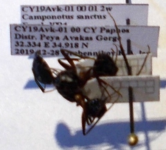 Camponotus sanctus