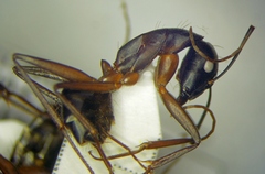 Camponotus sanctus