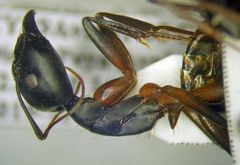 Camponotus sanctus
