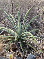 Agave aurea