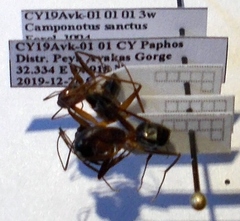 Camponotus sanctus