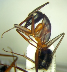 Camponotus sanctus
