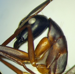 Camponotus sanctus