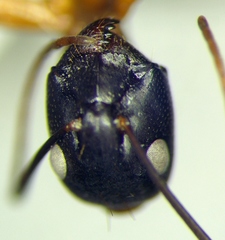 Camponotus sanctus