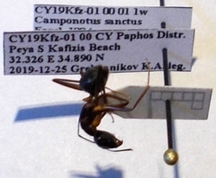Camponotus sanctus