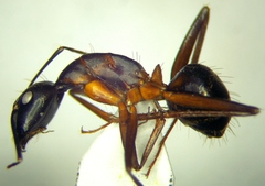 Camponotus sanctus