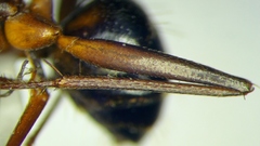 Camponotus sanctus