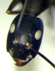 Camponotus sanctus