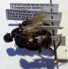 Camponotus sanctus