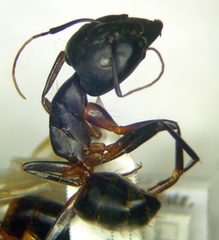 Camponotus sanctus