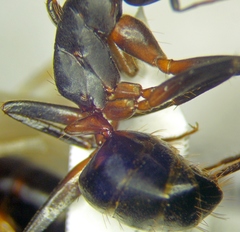 Camponotus sanctus