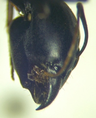 Camponotus sanctus