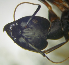Camponotus sanctus