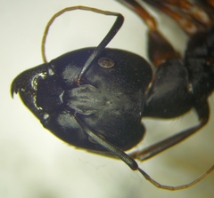 Camponotus sanctus