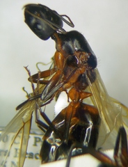 Camponotus sanctus
