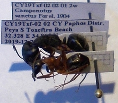 Camponotus sanctus