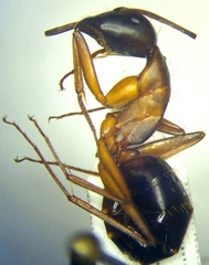 Camponotus sanctus