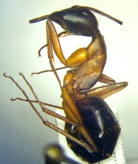 Camponotus sanctus