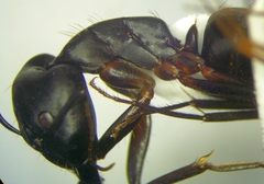 Camponotus sanctus