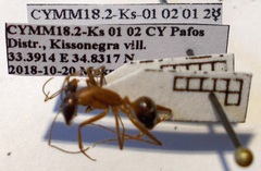 Camponotus sanctus