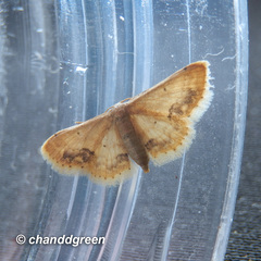 Idaea chotaria